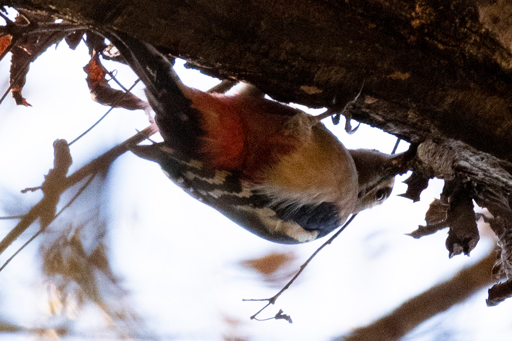 2021-11-28|アカゲラ>の観察記録