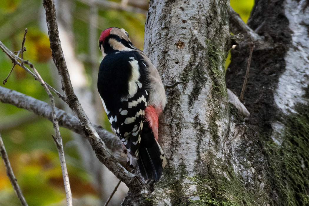2022-10-30|アカゲラ>の観察記録
