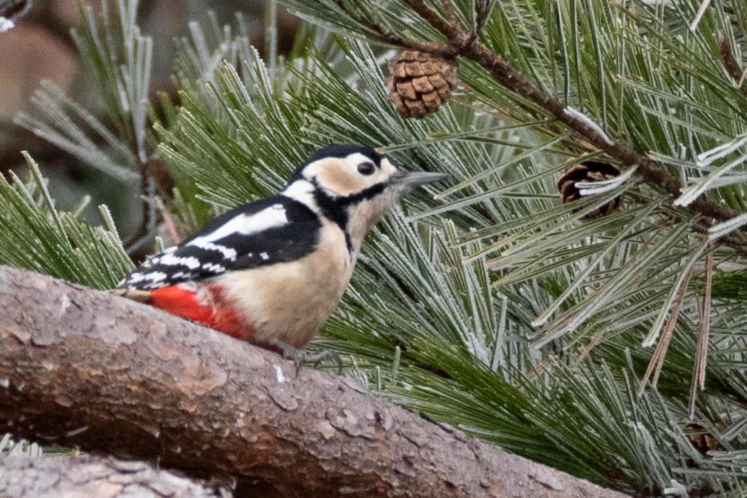 2022-12-12|アカゲラ>の観察記録