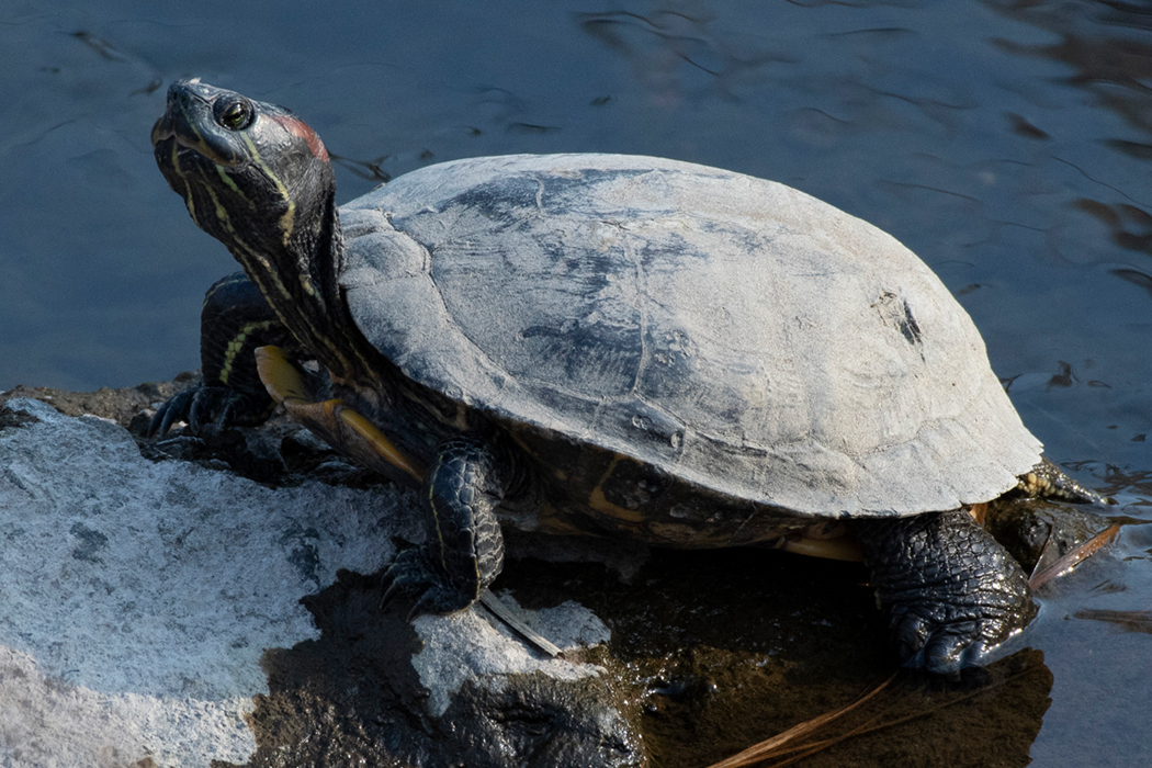 2021-02-07|アカミミガメ>の観察記録