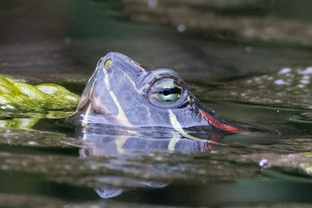 2021-06-13|アカミミガメ>の観察記録