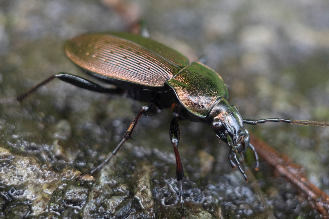 2021-05-23|アオオサムシ>の観察記録