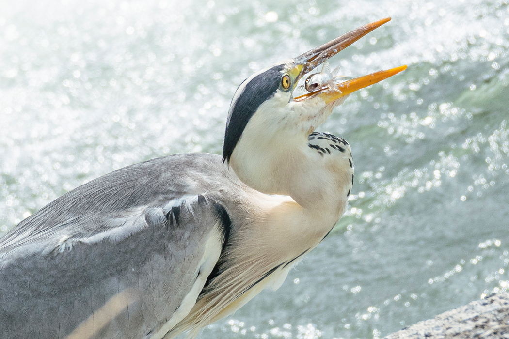 2021-07-11|アオサギ>の観察記録