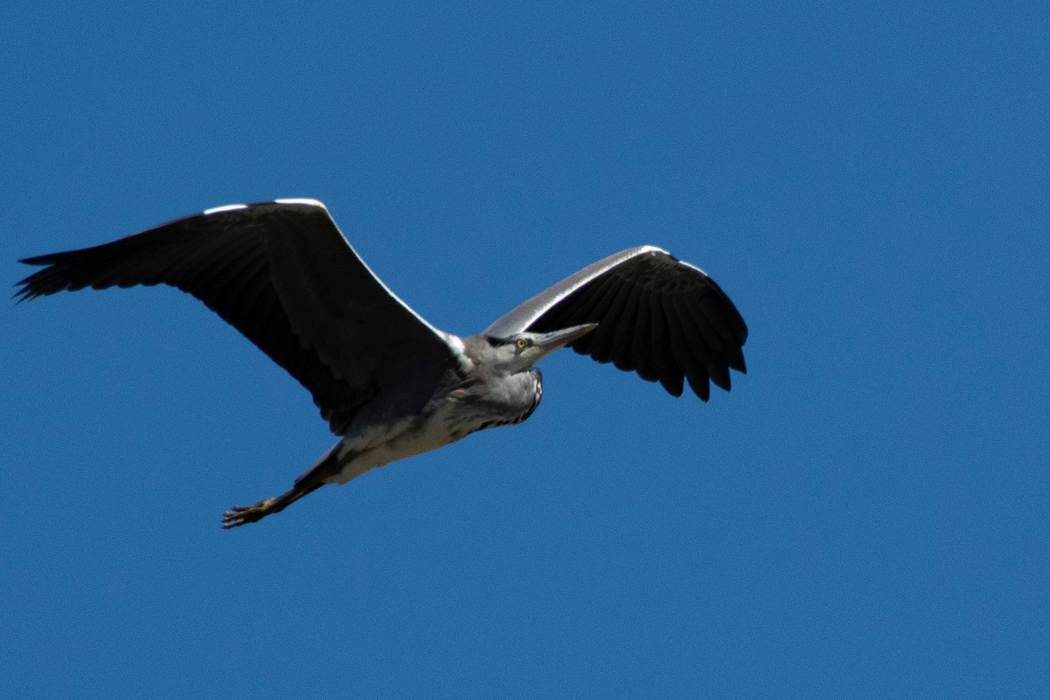 2021-10-24|アオサギ>の観察記録