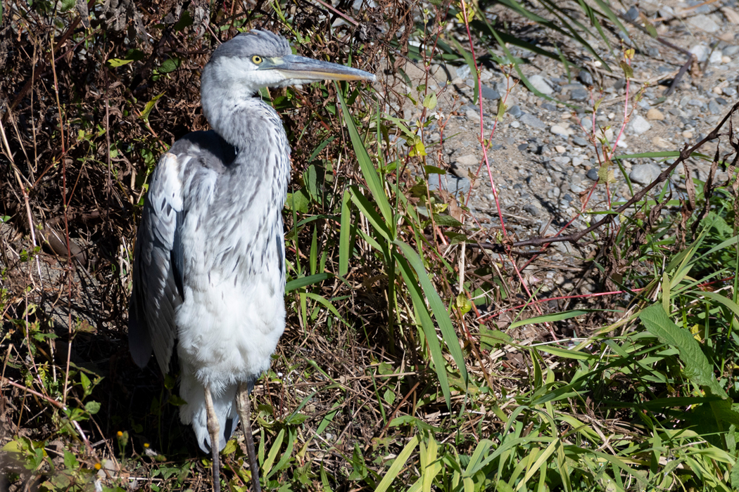 2021-11-13|アオサギ>の観察記録