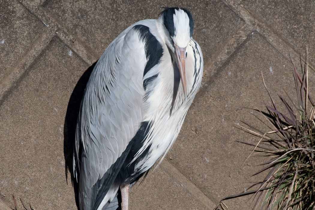 2022-01-03|アオサギ>の観察記録