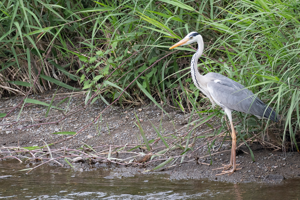 2022-06-18|アオサギ>の観察記録
