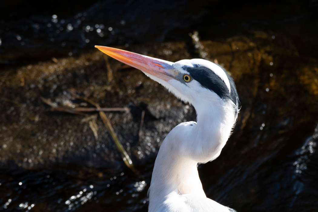 2022-11-03|アオサギ>の観察記録