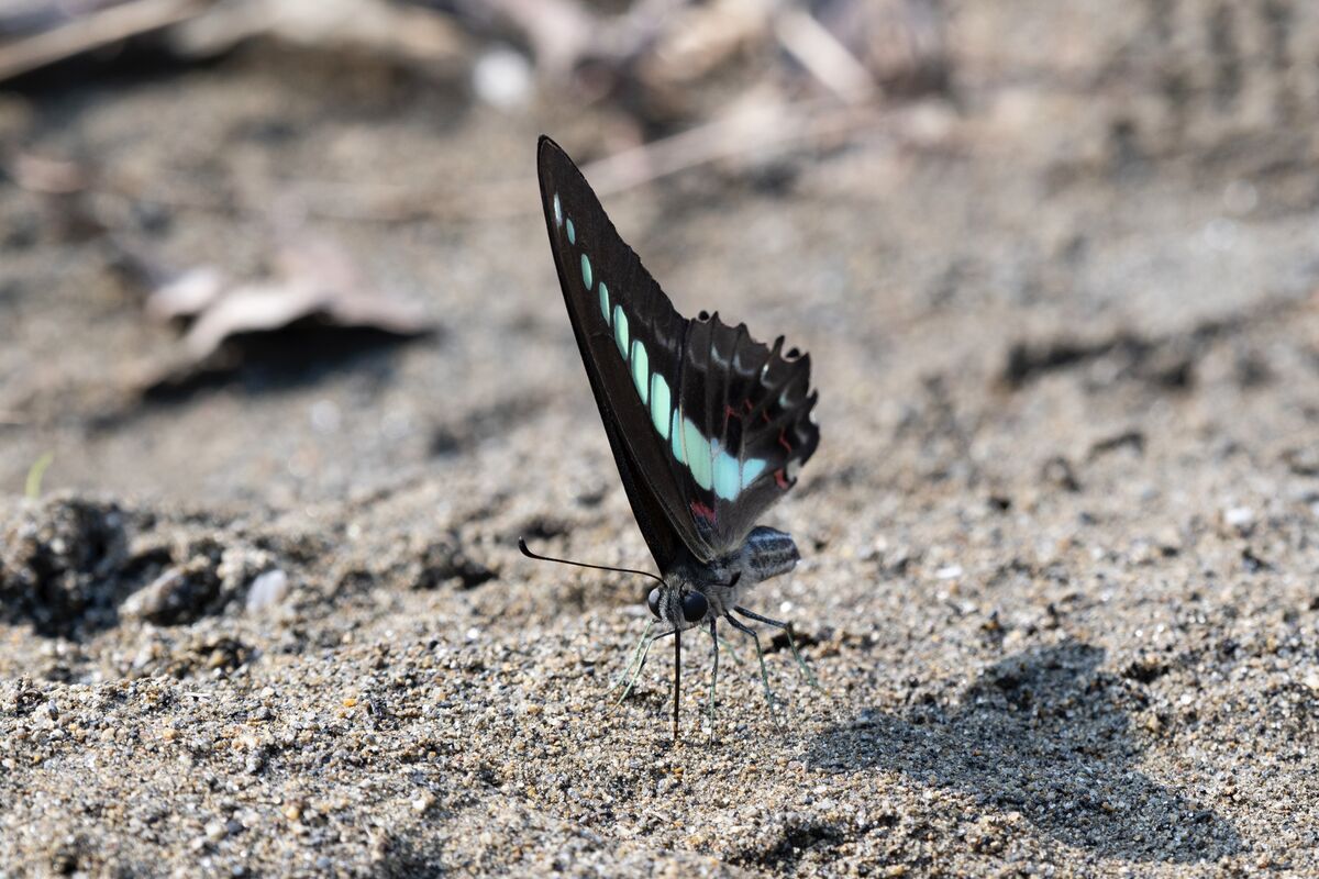 2024-09-08|アオスジアゲハ>の観察記録