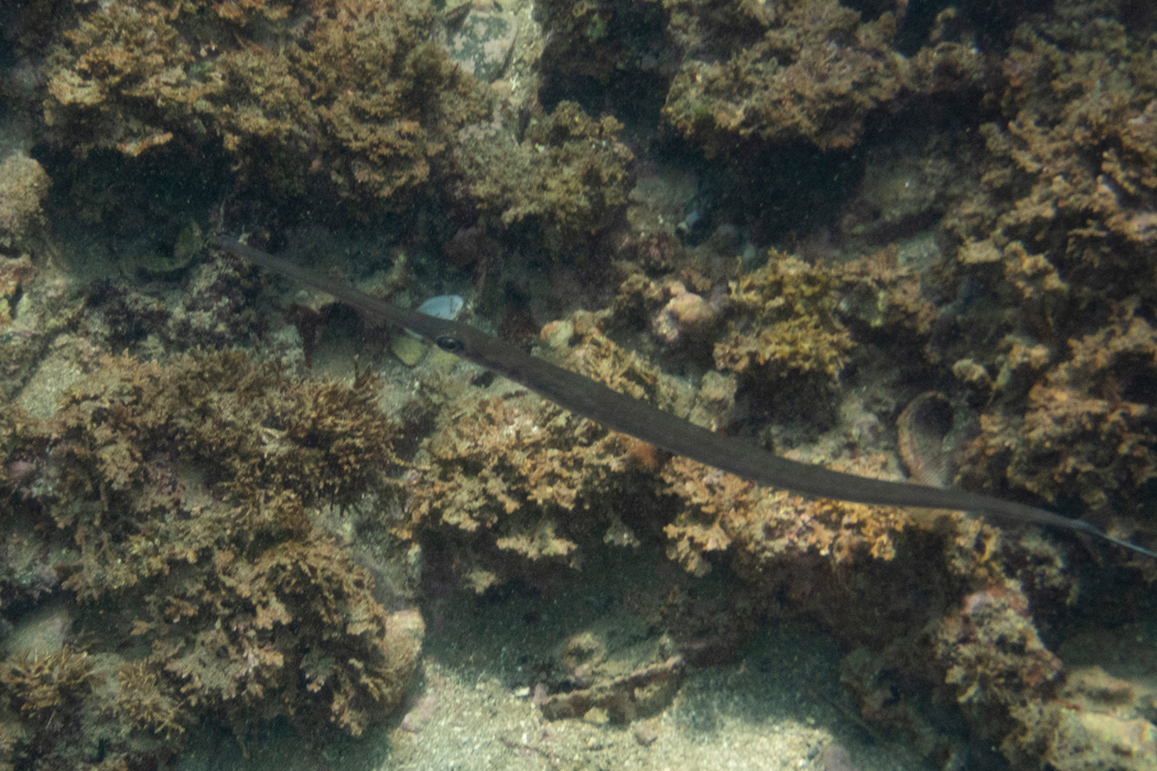 2022-07-02|アオヤガラ>の観察記録