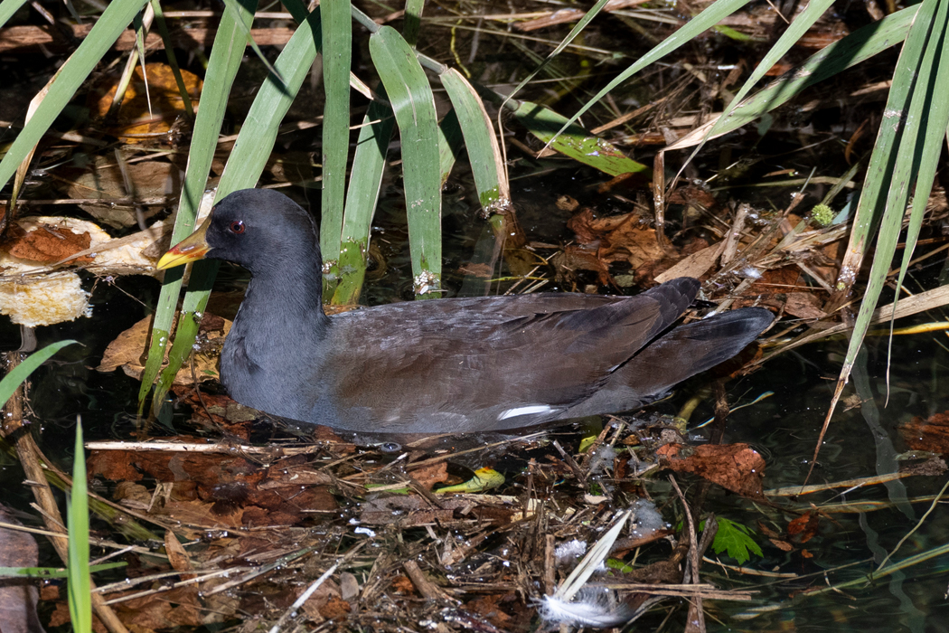 2021-10-24|バン>の観察記録
