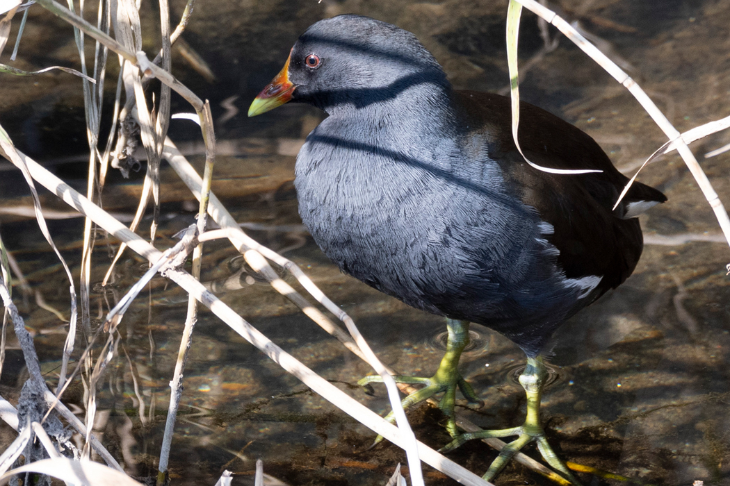 2021-11-06|バン>の観察記録