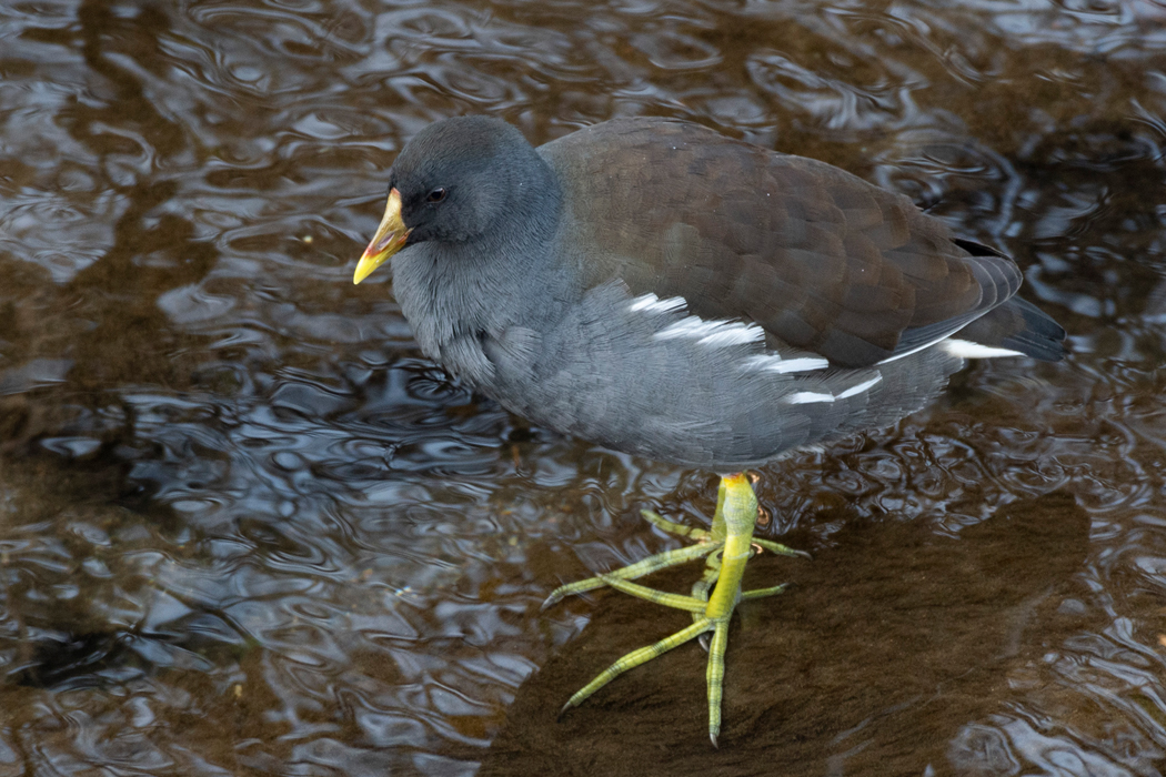 2021-12-12|バン>の観察記録