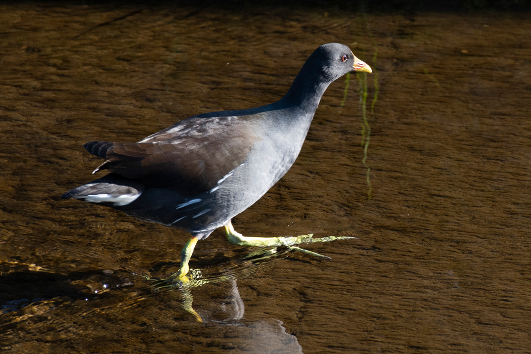 2022-11-03|バン>の観察記録