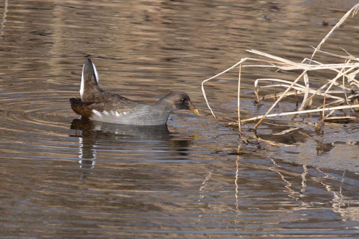 2025-01-07|バン>の観察記録