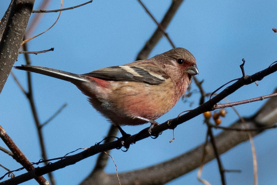 2021-12-04|ベニマシコ>の観察記録