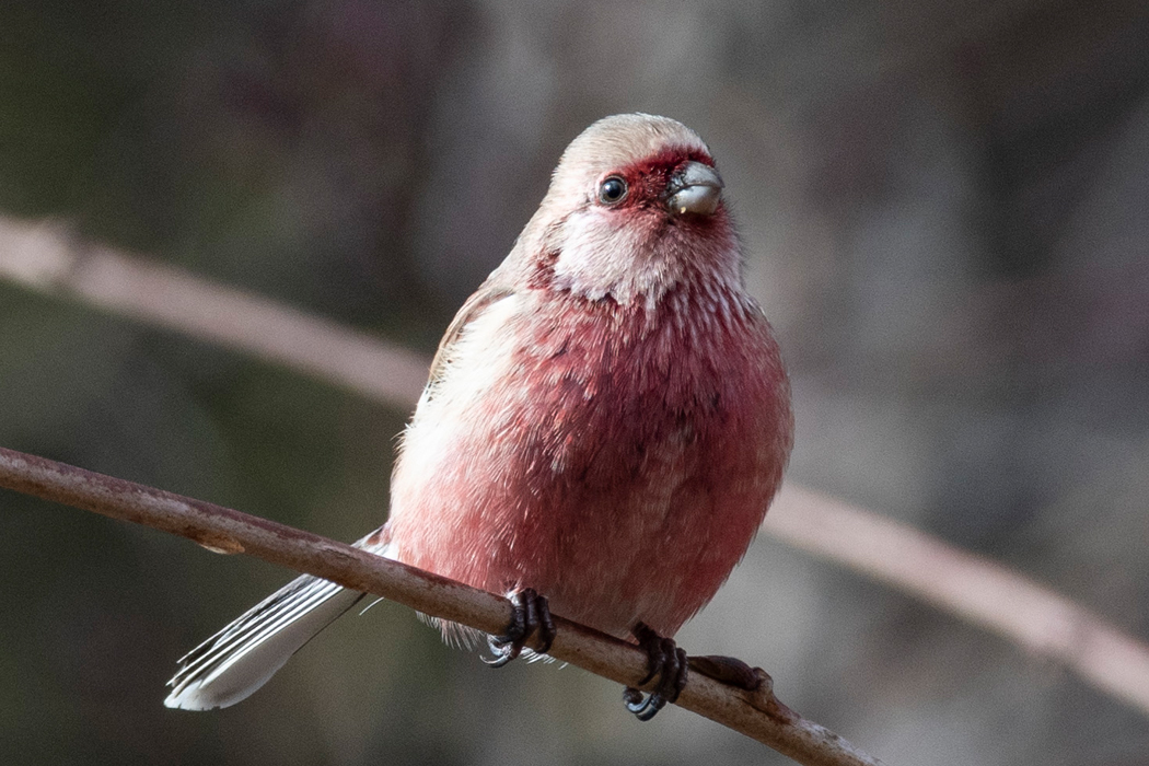 2022-12-12|ベニマシコ>の観察記録