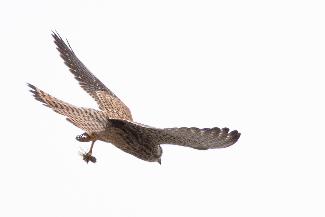 2021-06-20|チョウゲンボウ>の観察記録