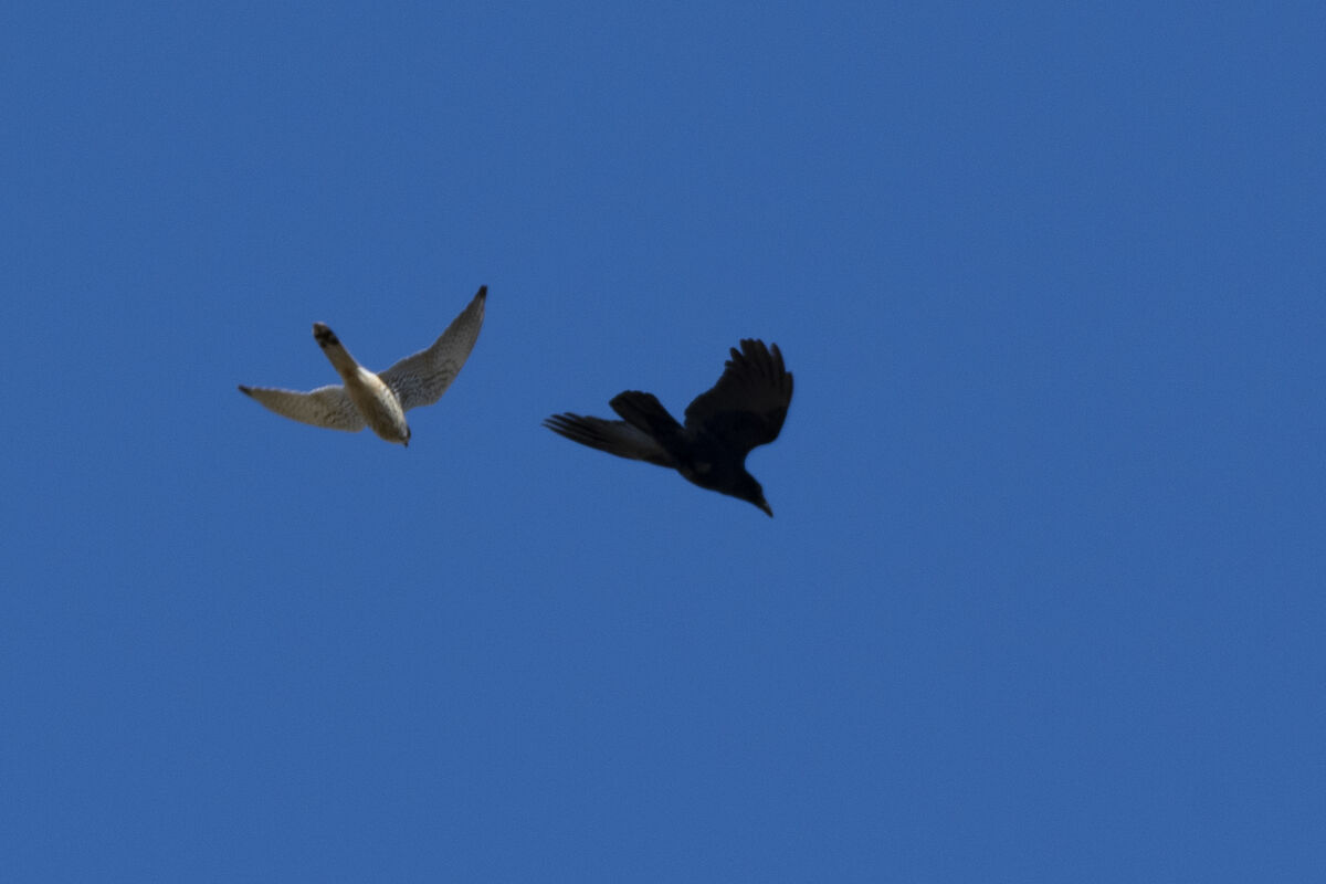 2025-02-23|チョウゲンボウ>の観察記録