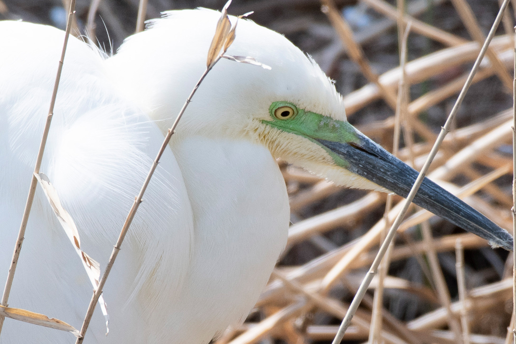 2021-03-27|ダイサギ>の観察記録
