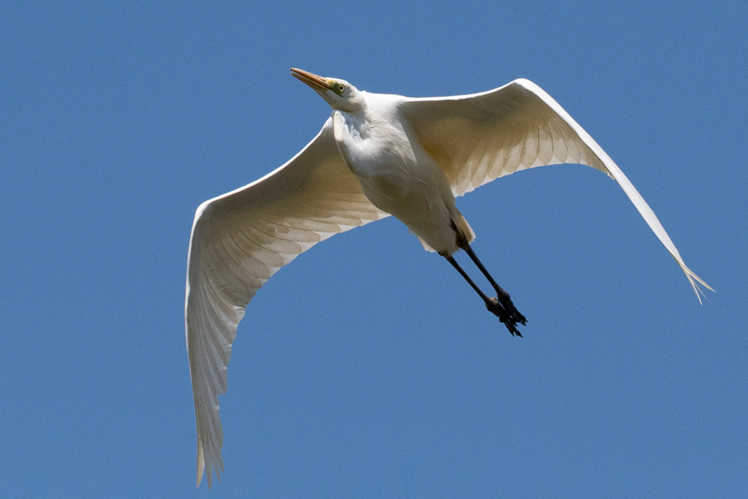 2021-04-11|ダイサギ>の観察記録