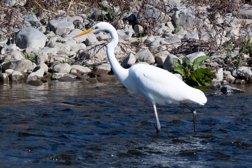 2021-11-13|ダイサギ>の観察記録