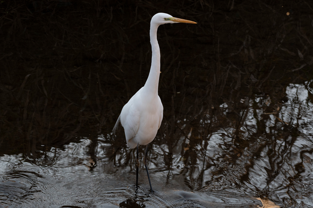 2021-12-12|ダイサギ>の観察記録
