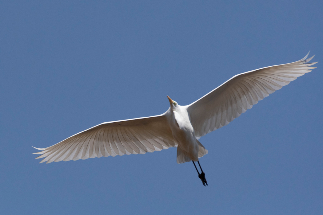 2022-02-12|ダイサギ>の観察記録