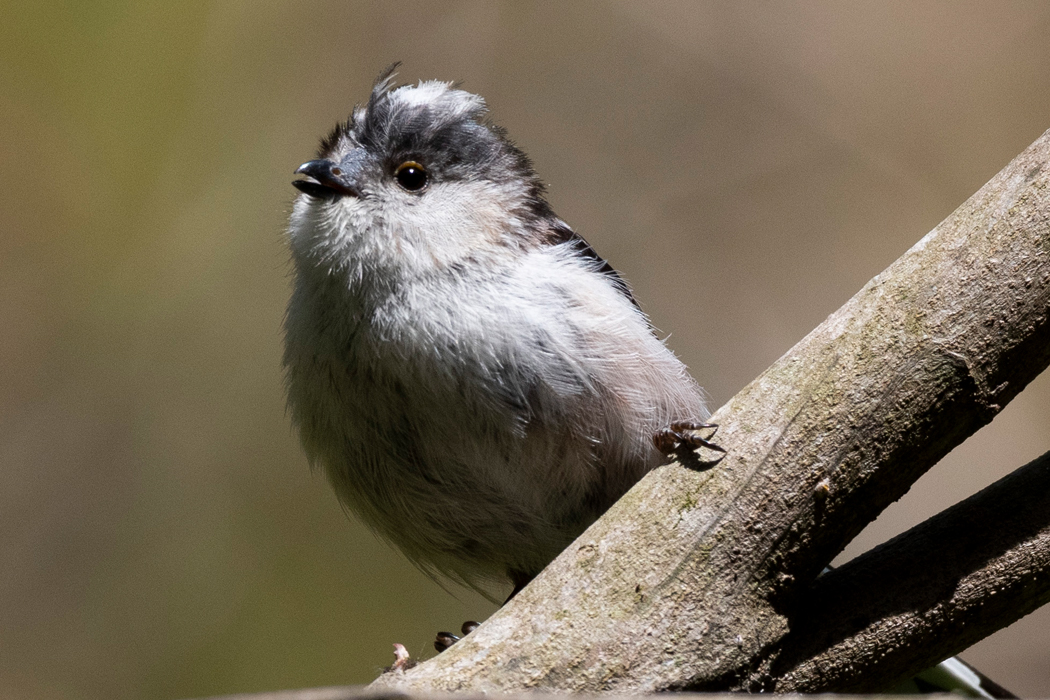2021-04-10|エナガ>の観察記録