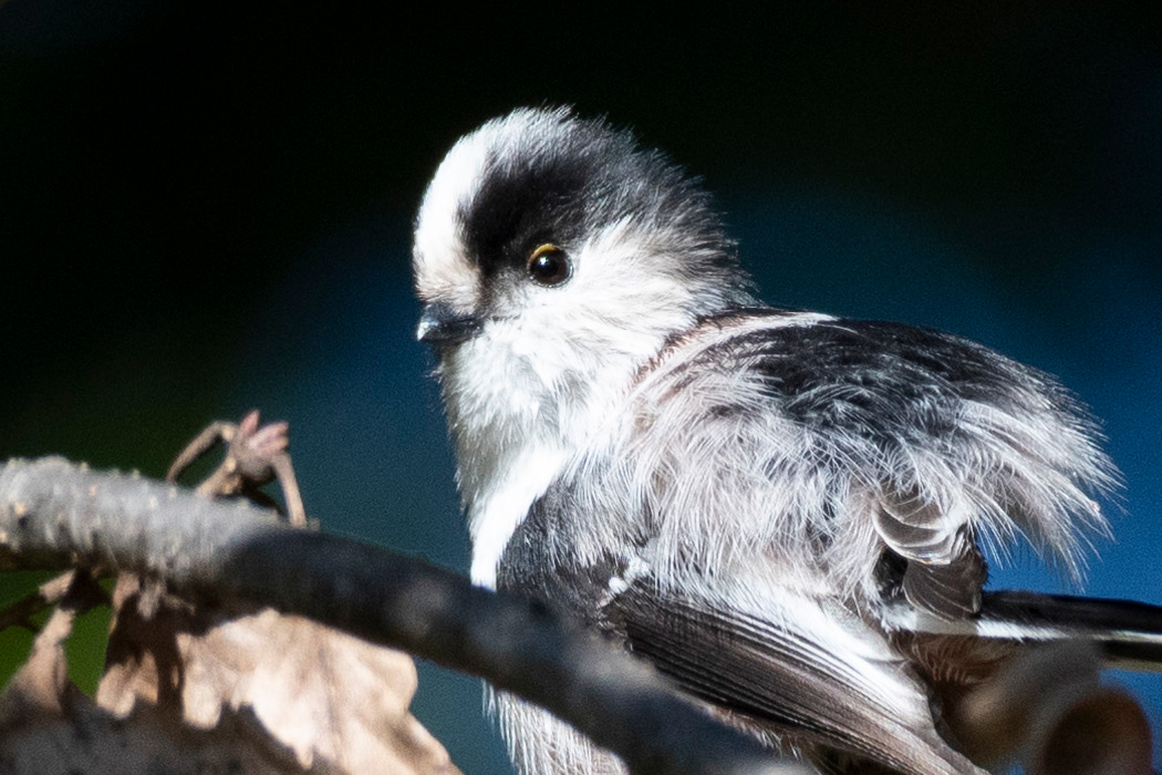 2021-11-06|エナガ>の観察記録