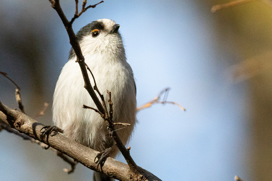 2021-11-28|エナガ>の観察記録