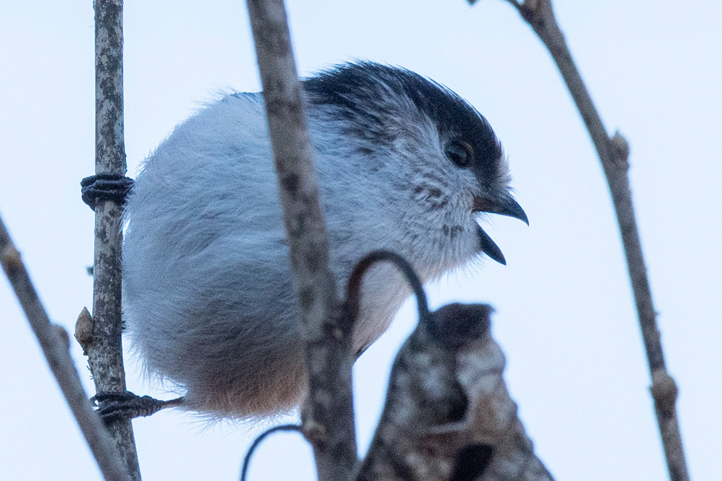 2022-01-03|エナガ>の観察記録