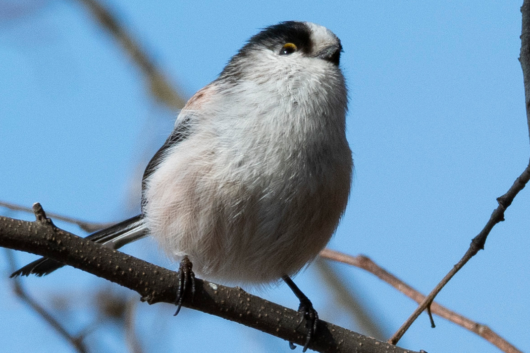 2022-02-11|エナガ>の観察記録