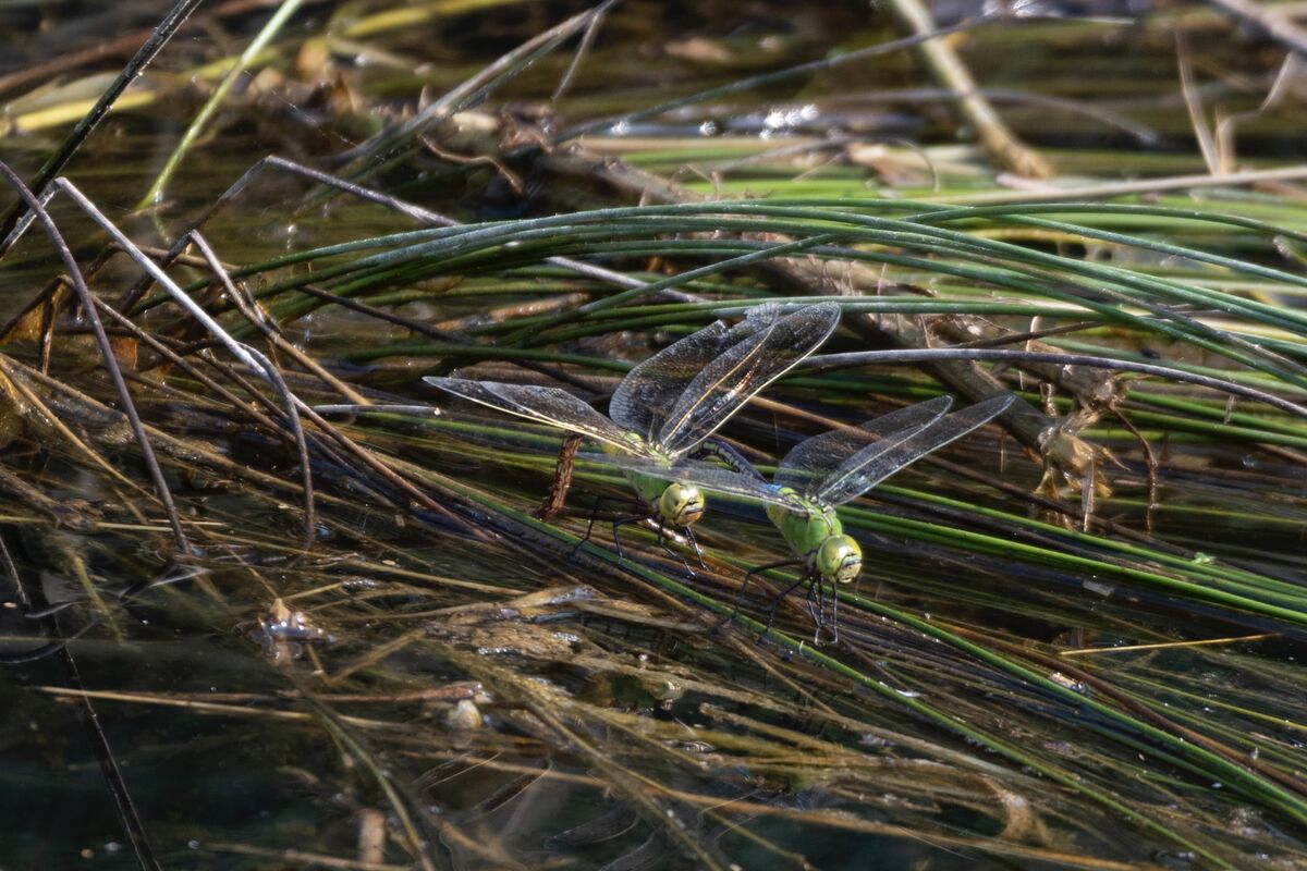 2024-09-08|ギンヤンマ>の観察記録