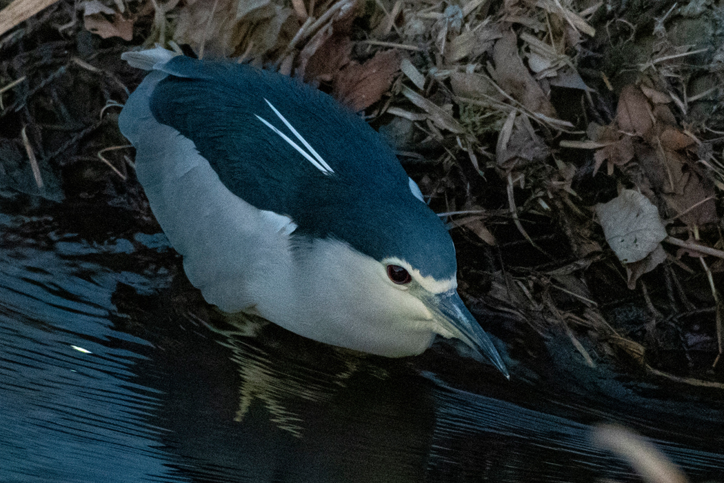 2021-12-12|ゴイサギ>の観察記録