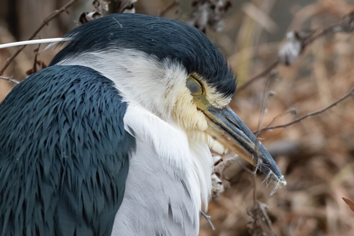 2024-01-28|ゴイサギ>の観察記録