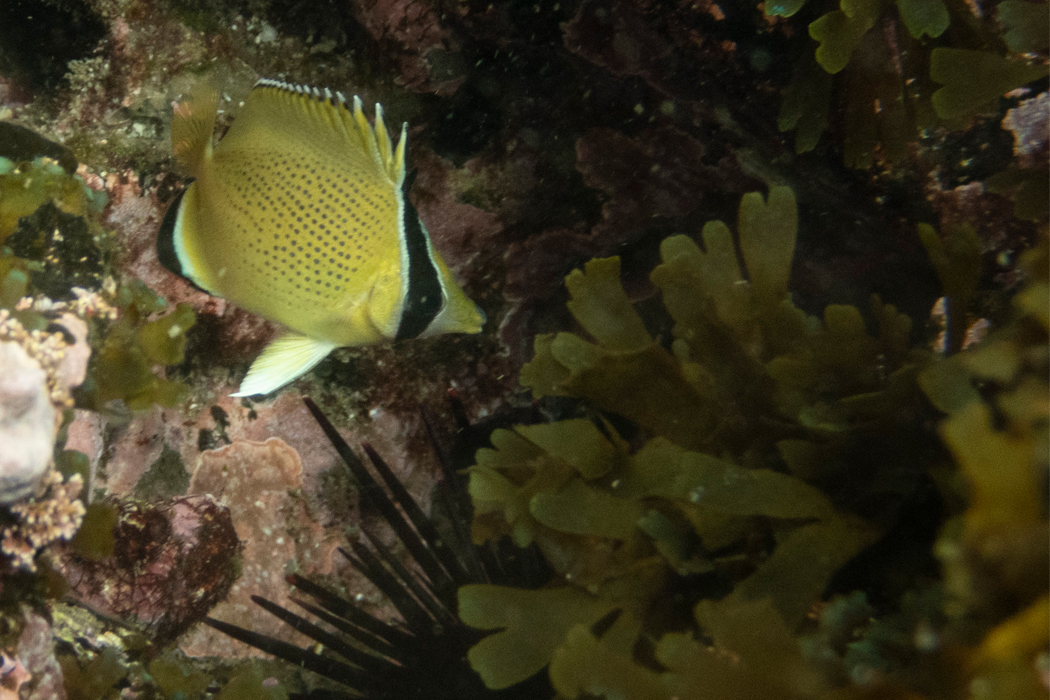 2022-07-10|ゴマチョウチョウウオ>の観察記録