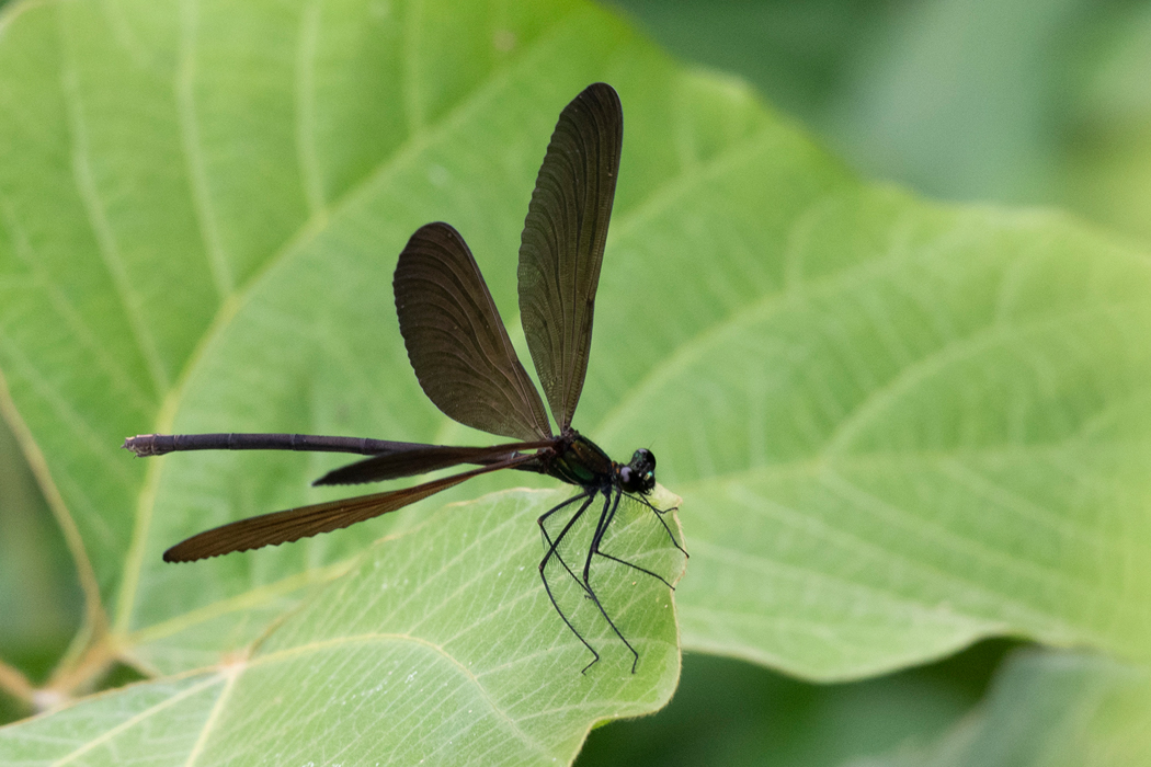 2022-06-18|ハグロトンボ>の観察記録