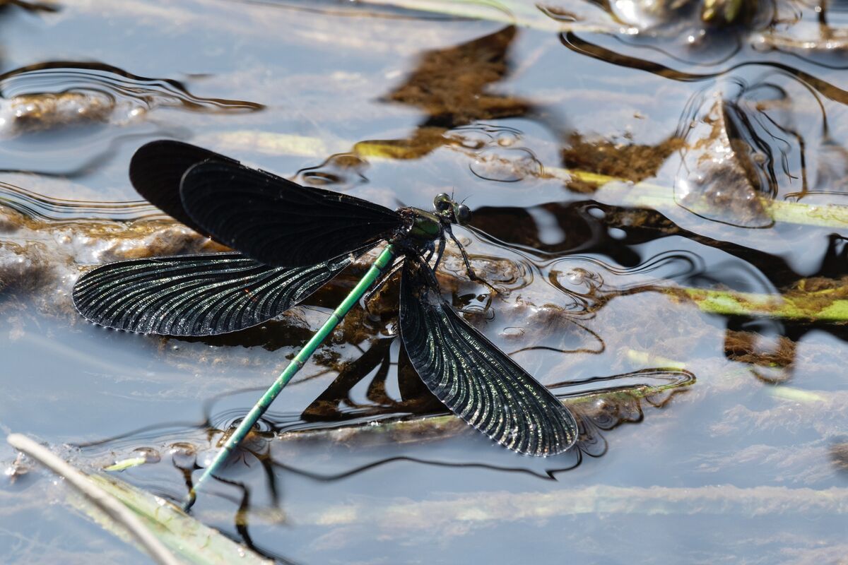 2024-09-08|ハグロトンボ>の観察記録