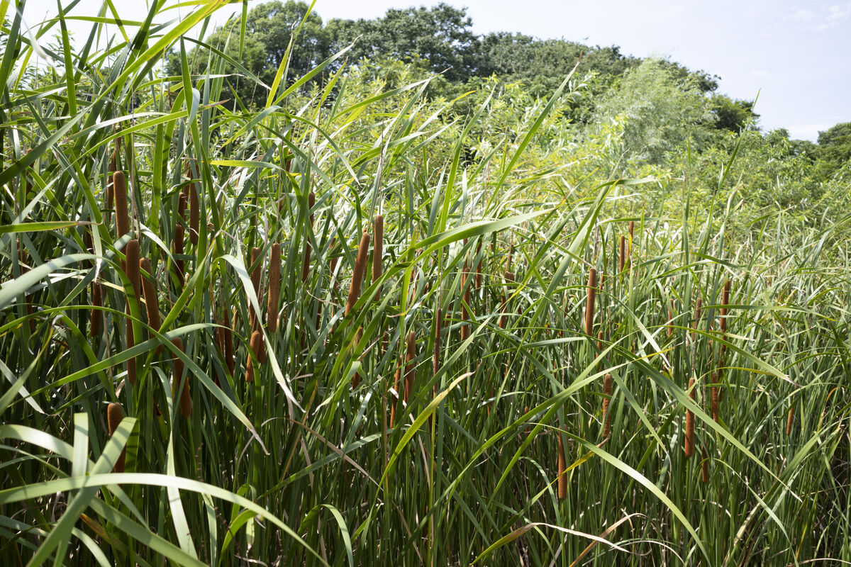 2024-07-07|ヒメガマ>の観察記録