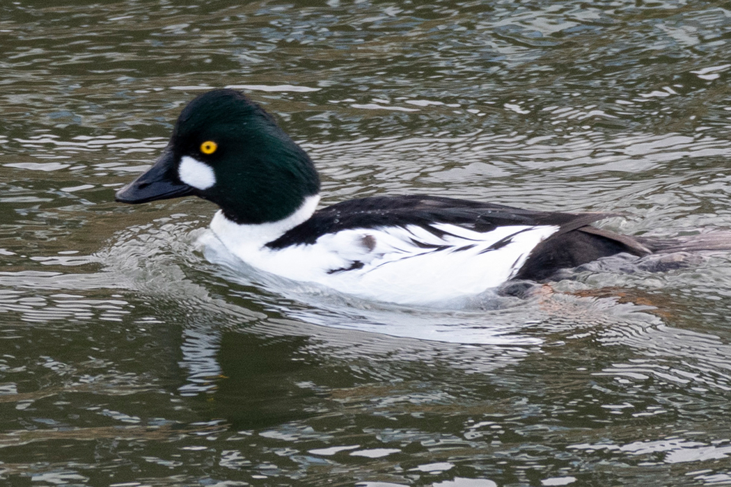 2022-12-11|ホオジロガモ>の観察記録