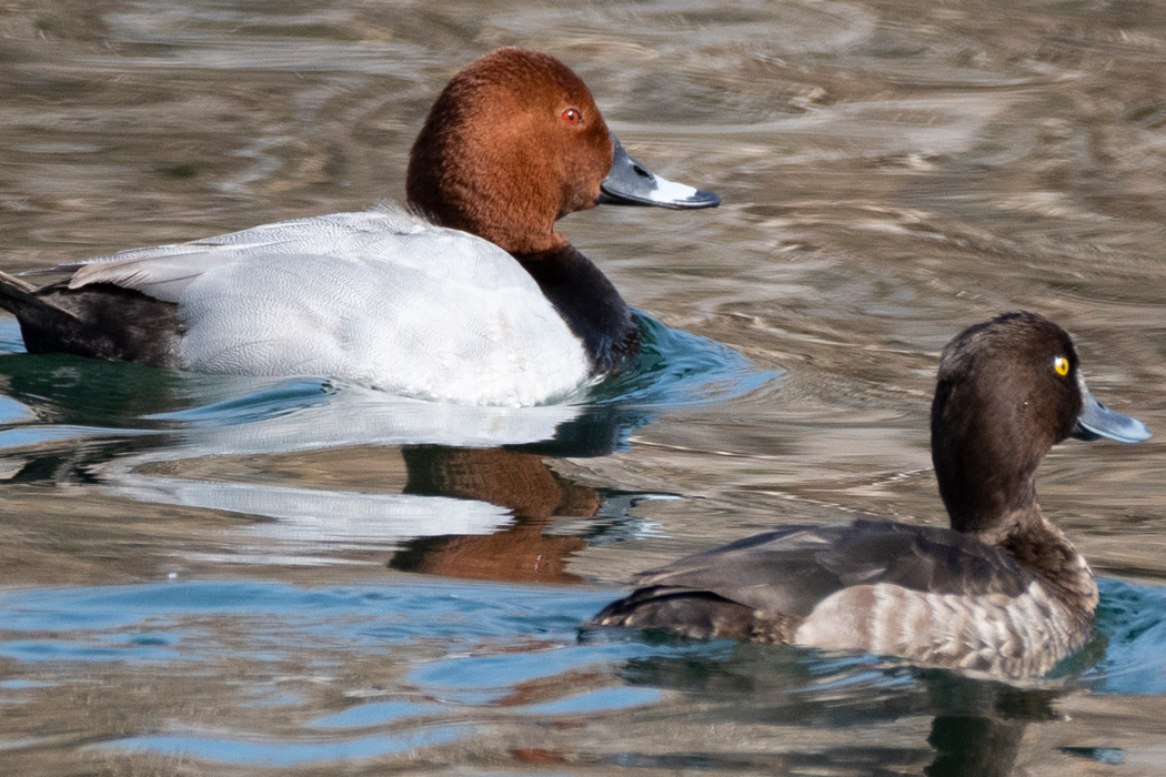 2022-02-12|ホシハジロ>の観察記録