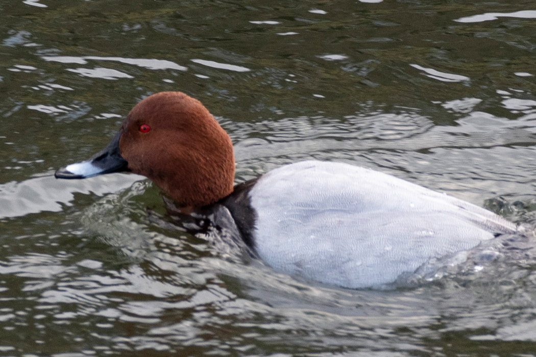 2022-12-11|ホシハジロ>の観察記録