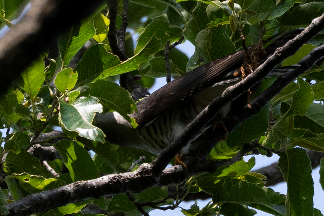 2022-06-19|ホトトギス>の観察記録