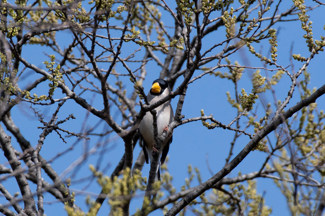 2021-03-27|イカル>の観察記録