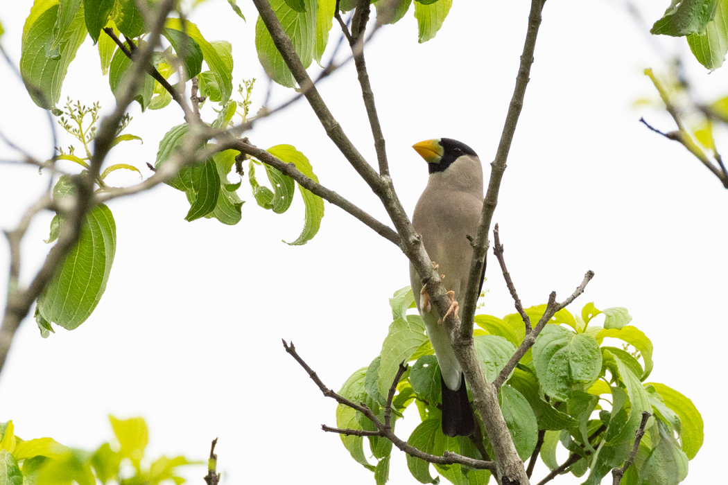 2021-05-23|イカル>の観察記録