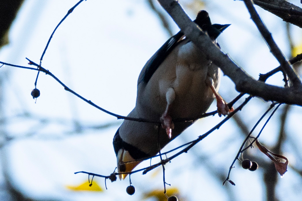 2021-12-11|イカル>の観察記録