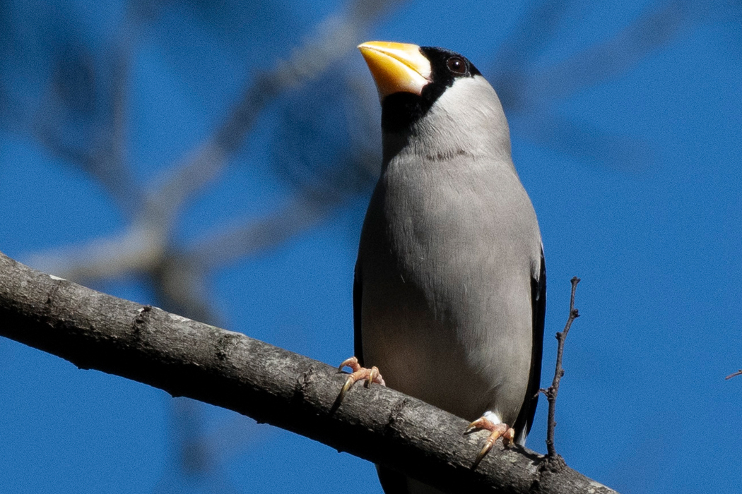 2022-01-03|イカル>の観察記録