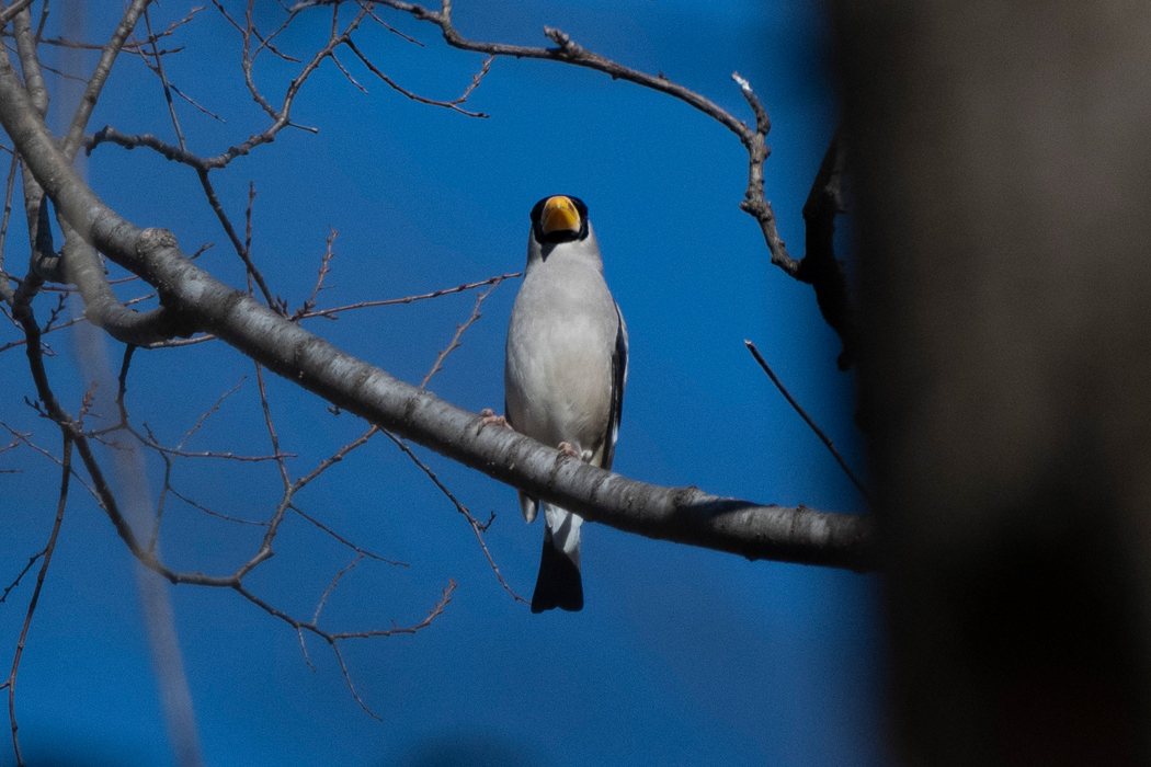 2022-01-04|イカル>の観察記録