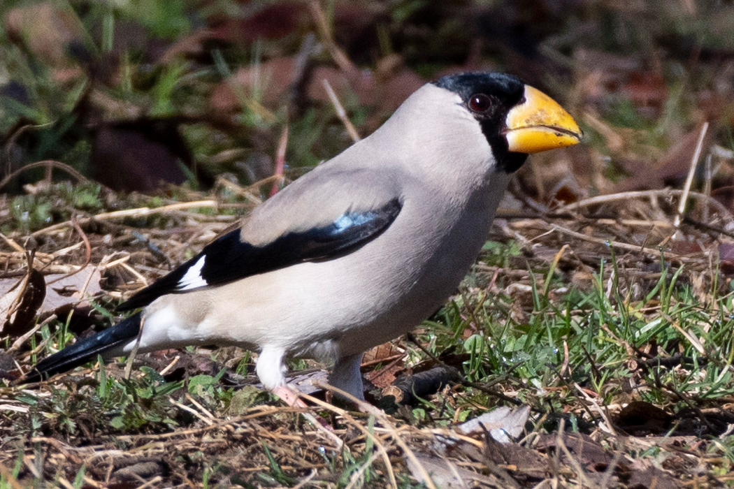 2022-03-20|イカル>の観察記録